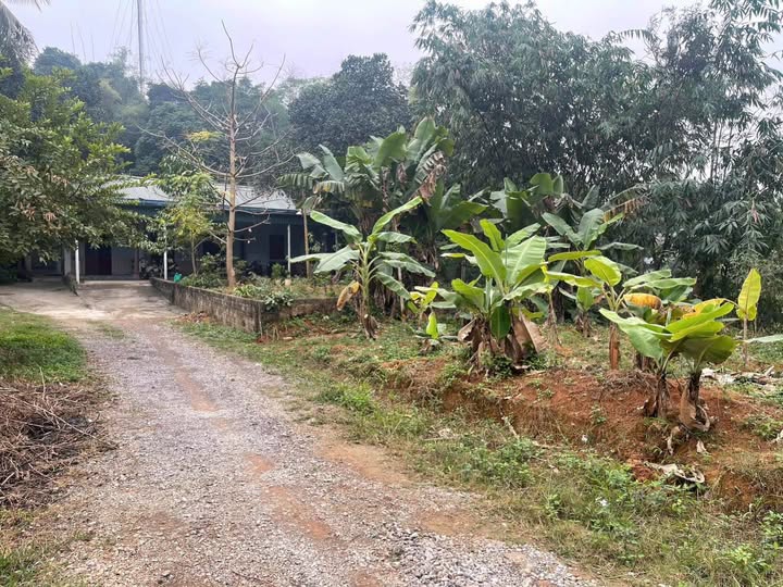 Đất thổ cư Ninh Dân, Thanh Ba 94m² giá chỉ 600 triệu - Gần trung tâm y tế!