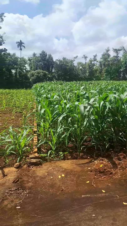 Đất thổ cư Ea Ktur Cư Kuin 330m² chỉ 650 triệu - Cơ hội đầu tư không thể bỏ lỡ!