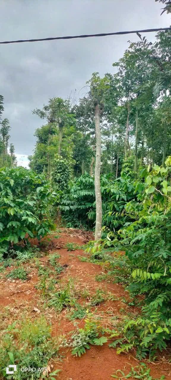 Đất rẫy cà phê Cư Suê 4300m² giá 1.95 tỷ - Pháp lý rõ ràng, điện nước đầy đủ!