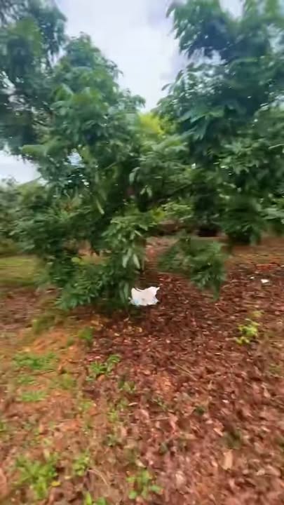 Mảnh vườn Thanh Hải Chũ 3300m² giá 1 tỷ - Cơ hội đầu tư tuyệt vời!