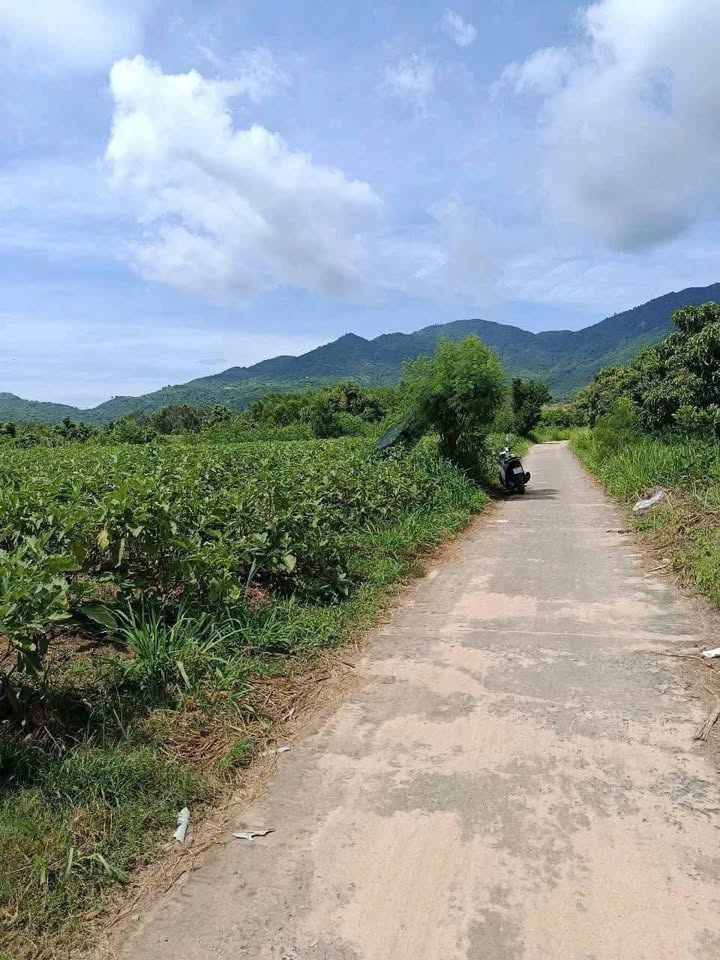 Đất nền Cam Thành Nam Cam Ranh 1772m² - Lô đất đẹp, giá thỏa thuận!