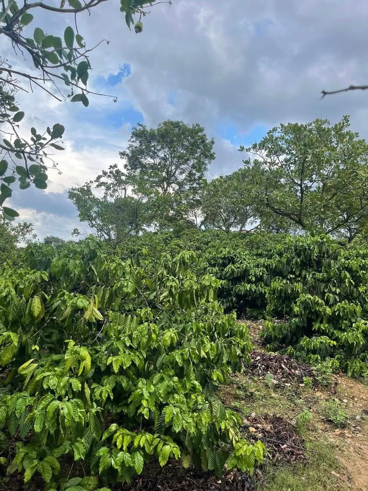 Đất nền Hòa Phú, Buôn Ma Thuột 15,000m² giá 8.1 tỷ - Sổ đỏ chính chủ, tiện ích đầy đủ!