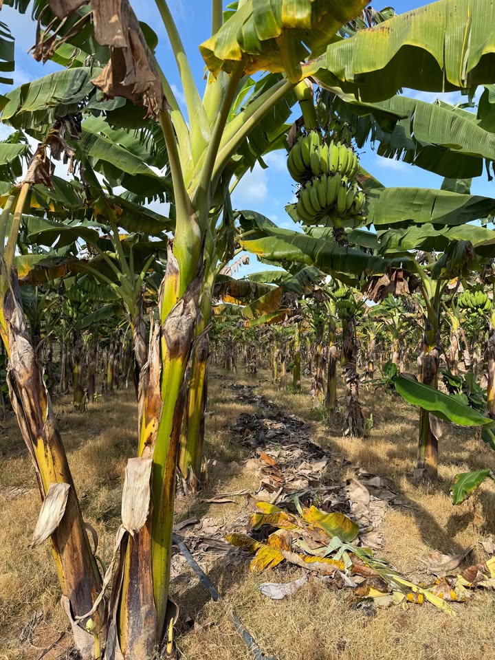 Đất nông nghiệp 9 sào tại Nam Hà, Lâm Đồng giá chỉ 750 triệu - Cơ hội đầu tư hấp dẫn!