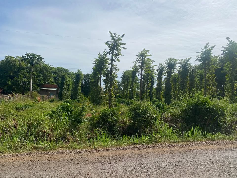 Đất nền thôn 10 Đức Liễu 1500m² giá 1.5 tỷ - Cơ hội đầu tư hấp dẫn!