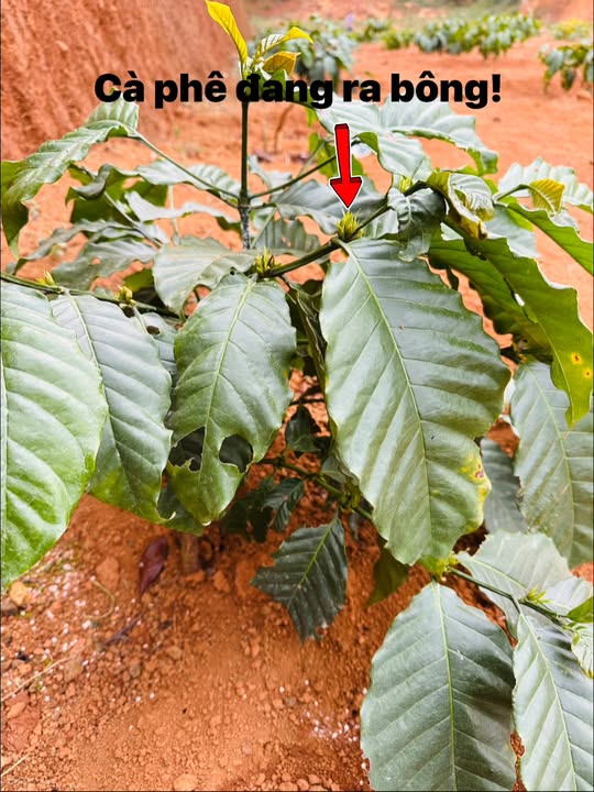 Vườn cà phê Lộc Lâm - Bảo Lâm 900m² giá 1 tỷ - Đất bằng phẳng, sổ đỏ chính chủ!