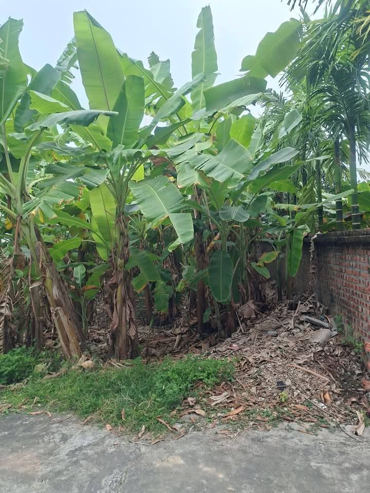 Đất nền Cổ Bì Bình Giang 139m² giá 1,1 tỷ - Đường ô tô vào tận nơi!