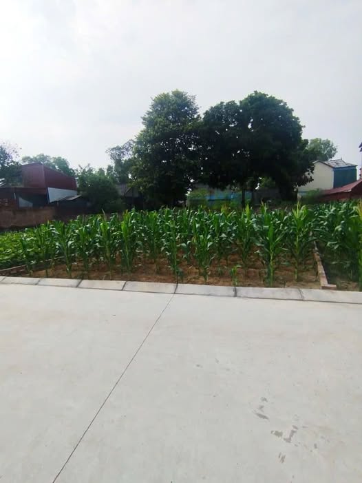 Đất nền Minh Trí - Sóc Sơn 100m² giá 2 tỷ - Giao thông thuận lợi!