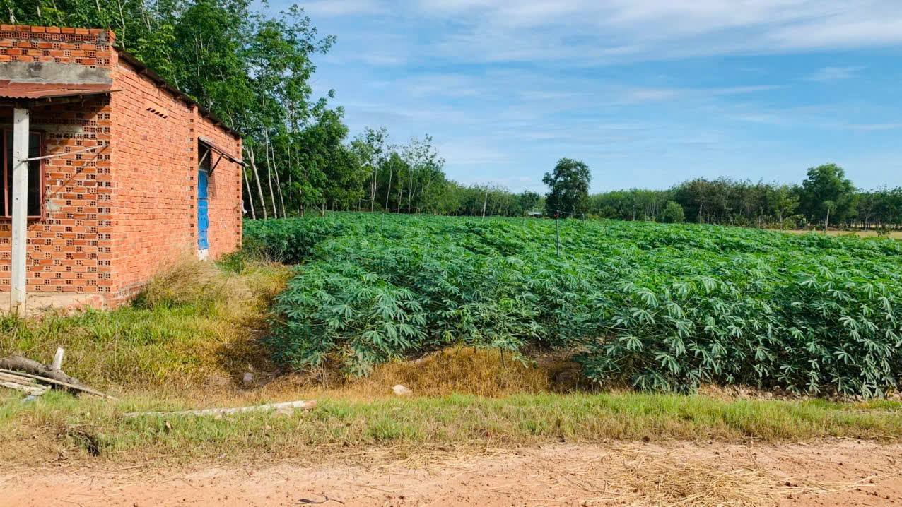 Đất nền Châu Thành Tây Ninh 6000m² giá 2 tỷ - Cơ hội đầu tư sinh lời!