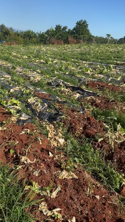 Đất nền Tân Hà Lâm Hà 18.000m² giá chỉ 3.5 tỷ - Đầu tư sinh lời ngay!