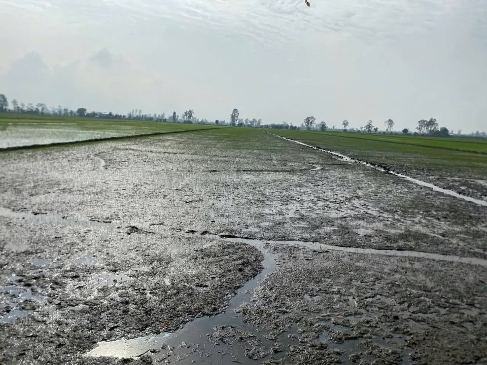 Đất nông nghiệp 13 công Tân Tuyến Tri Tôn - Giá chỉ 1.82 tỷ, thương lượng!