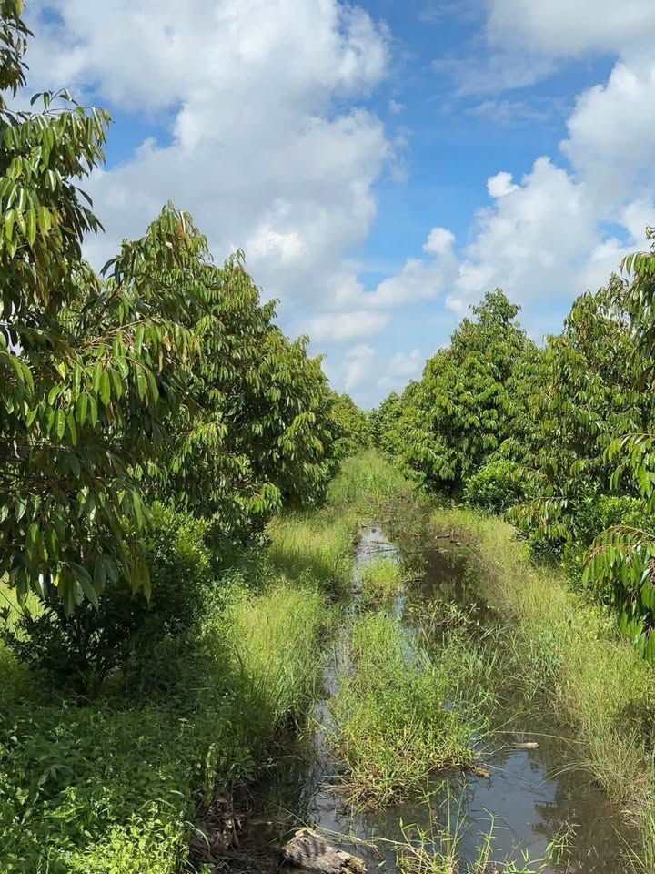 Bán vườn sầu riêng 8.700m² Tân Phước Hưng Cần Thơ giá 2.7 tỷ - Đầu tư sinh lời ngay!