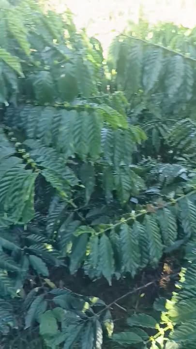 Đất nền Đạ M'Rông 10.000m² giá 850 triệu - Cơ hội đầu tư lý tưởng!