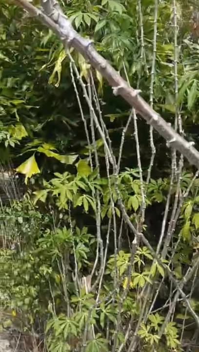 Đất nông nghiệp 7ha tại Ia Ga, Chư Prông, Gia Lai - Giá chỉ 1.25 tỷ!