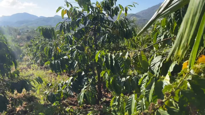 Farm tại xã Hra, Mang Yang, Gia Lai 7000m² giá 230 triệu - Mảnh đất lý tưởng cho nghỉ dưỡng!