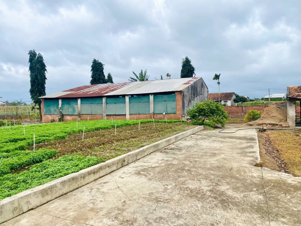 Farm 10,800m² tại Ea Kar, Đắk Lắk giá thỏa thuận - Đất đẹp, gần trục chính!