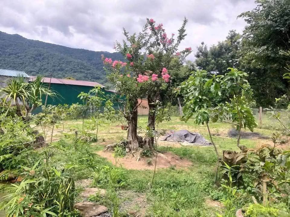 Nhà vườn Krông Kmar 1106m² giá 2.7 tỷ - Không gian nghỉ dưỡng lý tưởng!