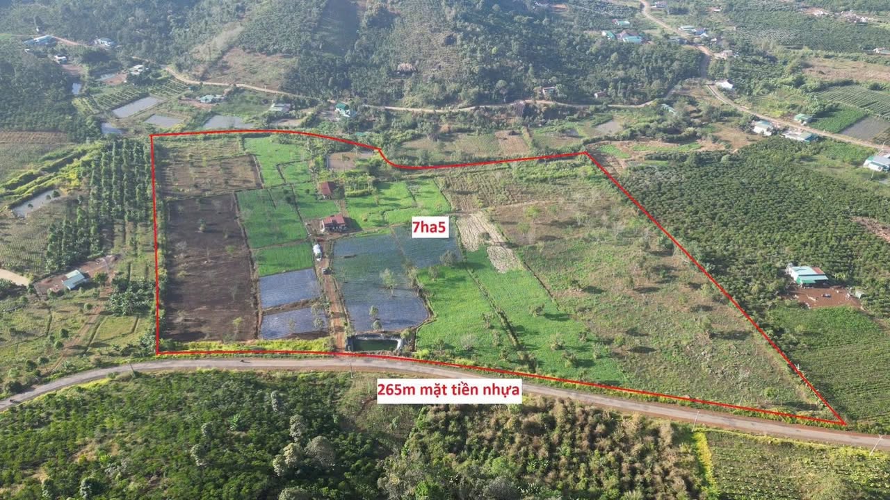 Đất đẹp Tân Lâm, Di Linh 7ha23 giá 3 tỷ - Cơ hội đầu tư hấp dẫn!