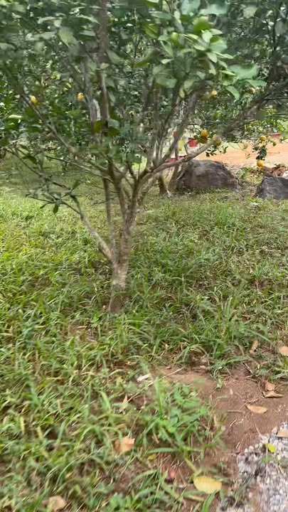 Đất nghỉ dưỡng Lạc Lương, Hòa Bình 3.388m² giá 2 tỷ - Phong thủy đẹp, thích hợp nghỉ dưỡng!