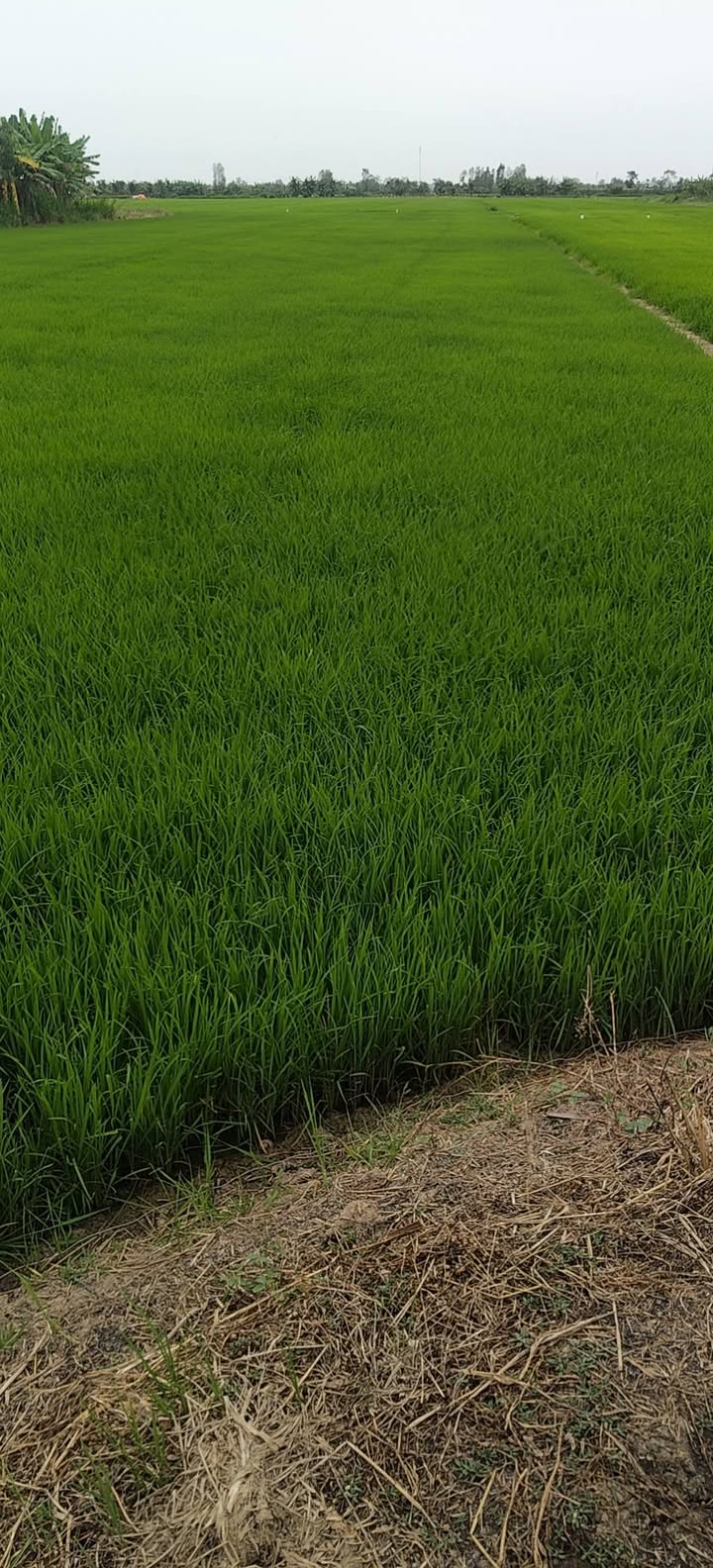 Đất ruộng 1000m² tại Gò Công Đông, Tiền Giang - Giá chỉ 185 triệu!