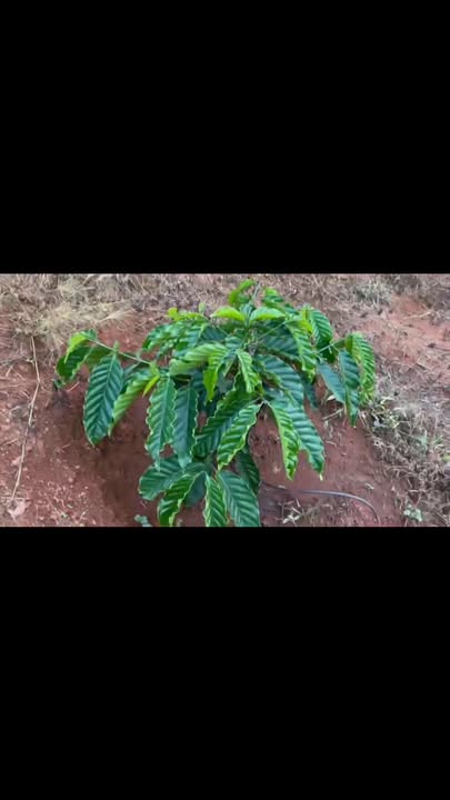 Đất nền Phước Sơn Bù Đăng 34,000m² giá 12 tỷ - Cơ hội đầu tư hiếm có!