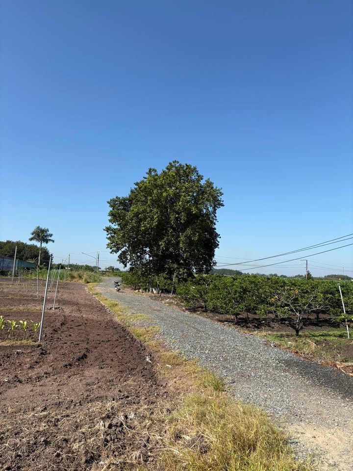 Đất thổ cư Thạnh Tân 150m² giá 300 triệu - Cơ hội đầu tư tuyệt vời!