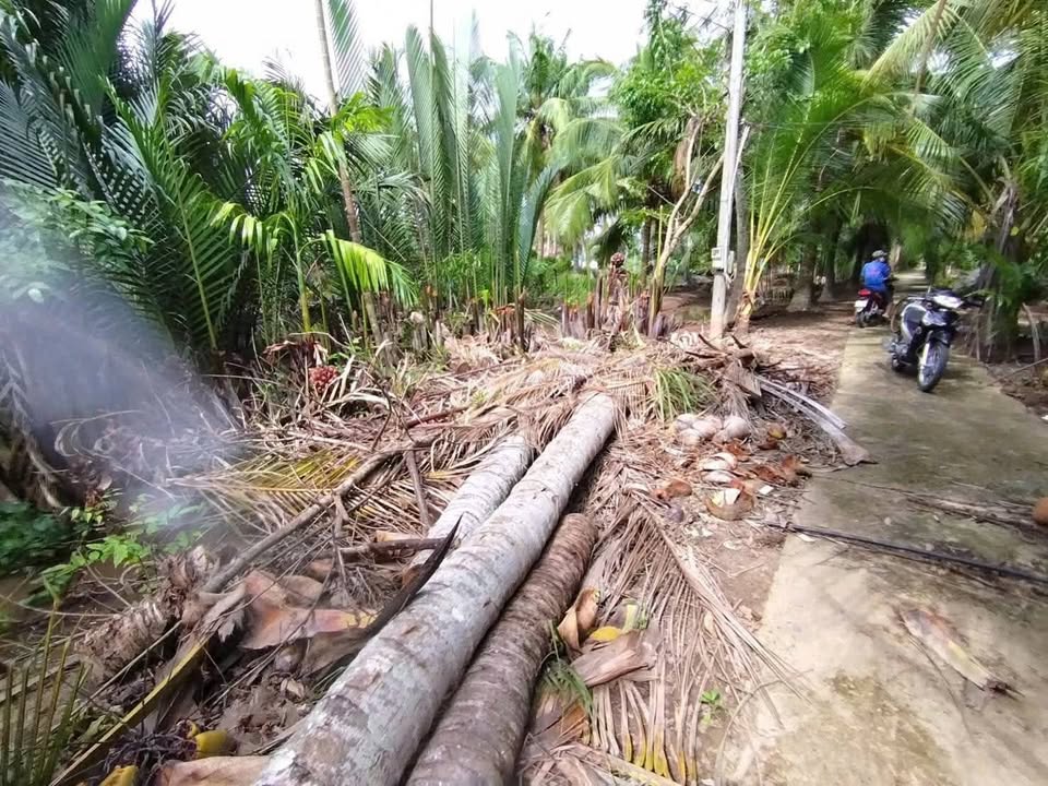 Đất nền Tân Thành Bình Mỏ Cày Bắc 110m² giá 85 triệu - Cơ hội đầu tư hấp dẫn!