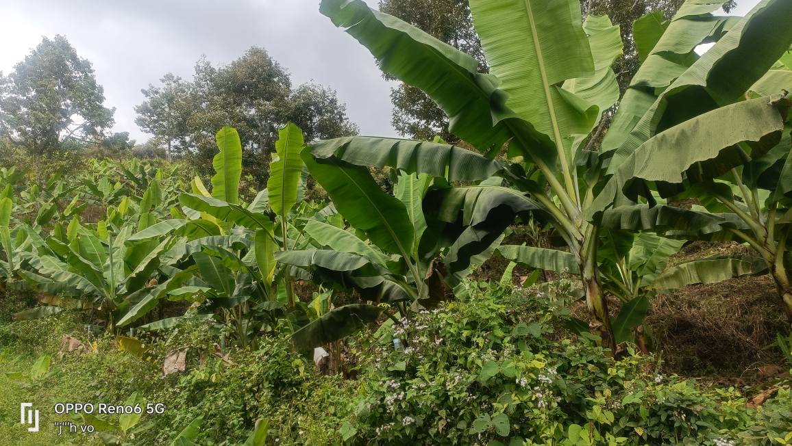 Đất nền Lộc Nam, Bảo Lâm 7000m² giá chỉ 1.5 tỷ - Cơ hội đầu tư hấp dẫn!