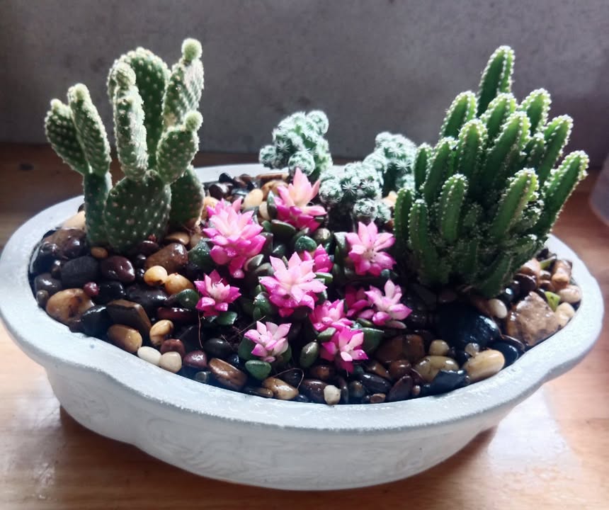 Đất nền Tân Long Hội, Vĩnh Long 2090m² giá 300 triệu - Đường ô tô thuận tiện!