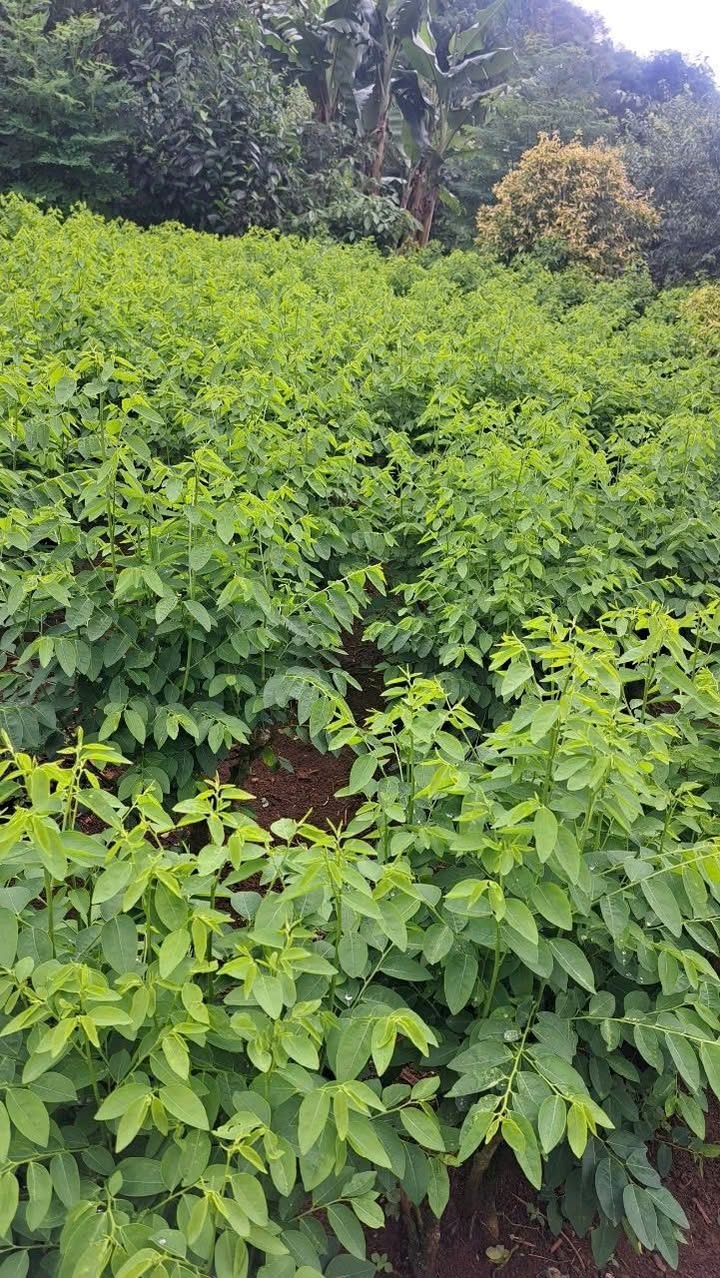 Đất nền Vân Sơn Mộc Châu 700m² giá 7 tỷ - Cơ hội đầu tư hấp dẫn!