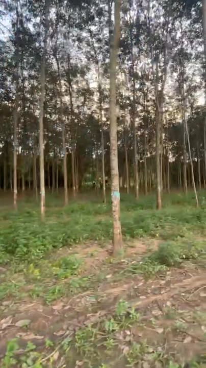 Đất Farm 1,5ha Vĩnh Hòa, Phú Giáo chỉ 5 tỷ - Cơ hội đầu tư hấp dẫn!