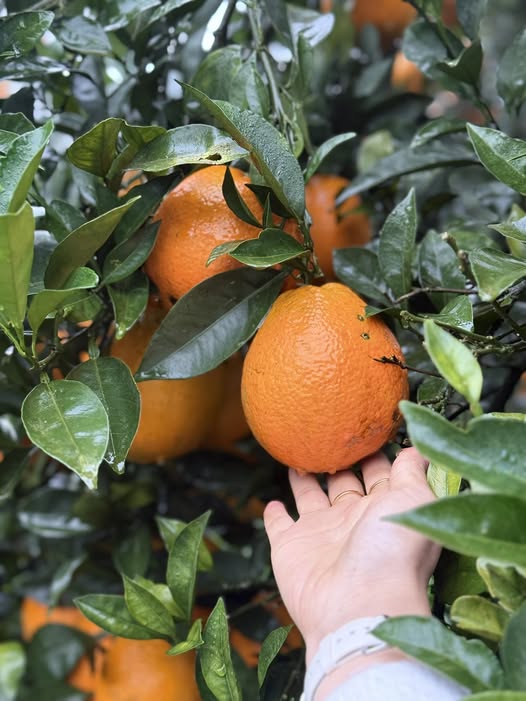 Đất nền xã Chu Hóa, Việt Trì 543m² chỉ 1 triệu/m² - Cơ hội đầu tư tuyệt vời!