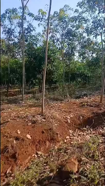 Farm 7,2ha Bù Gia Mập giá 8,8 tỷ - Cơ hội đầu tư tuyệt vời!