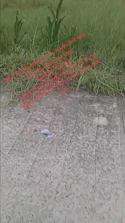 Đất thổ cư Ấp 3, xã Mỹ Thạnh Đông, Đức Huệ 230m² giá 499 triệu - Cơ hội đầu tư tuyệt vời!