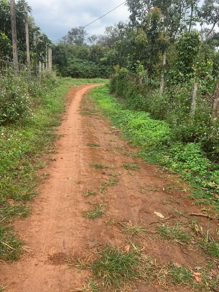 Đất vườn Cư Dliê Mnông 1360m² giá 450 triệu - Cơ hội đầu tư tuyệt vời!