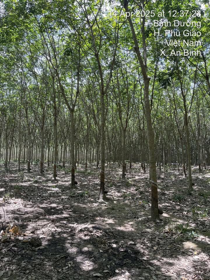 Đất nền An Bình, Phú Giáo 10.000m² giá 6 tỷ - Cơ hội đầu tư tuyệt vời!