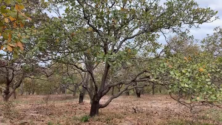 Đất điều 20,000m² tại Ia Kriêng, Đức Cơ - Đầu tư sinh lời dài hạn!