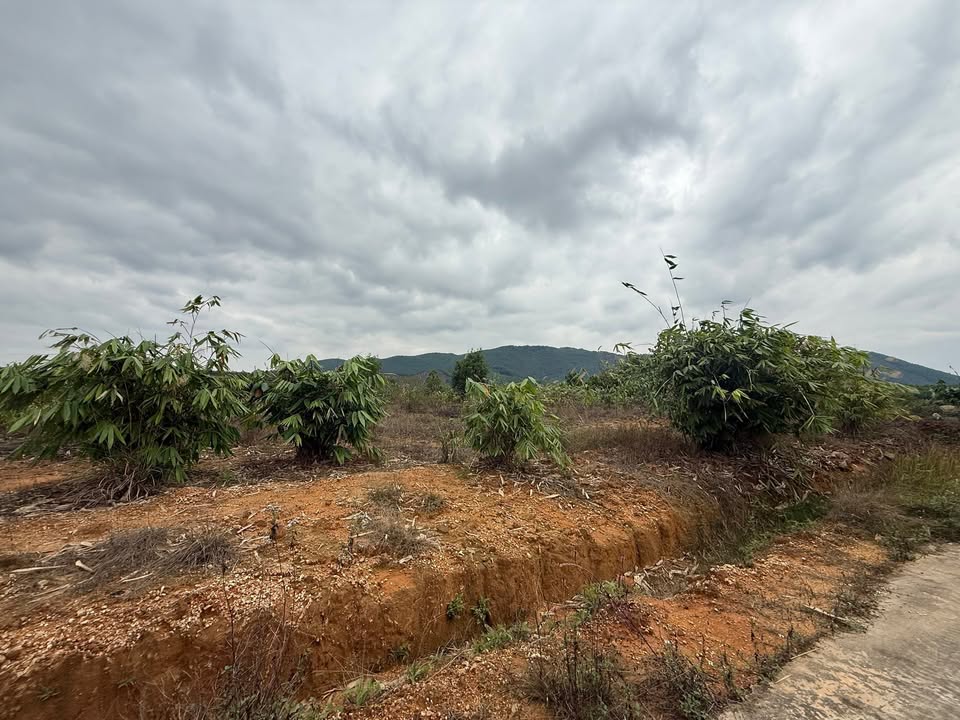 Đất trang trại 4 hecta tại Phúc Thuận, Phổ Yên - Tiềm năng phát triển lớn!