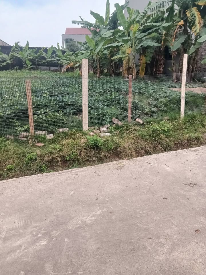 Đất nền Đoan Bái, Hiệp Hòa 98m² giá 800 triệu - Cơ hội đầu tư hấp dẫn!