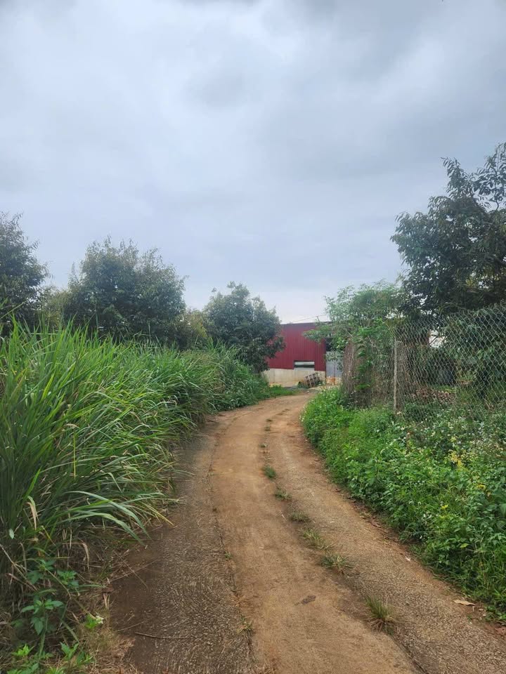 Đất nông nghiệp Di Linh 5000m² giá 8.5 tỷ - Tiềm năng đầu tư lớn!