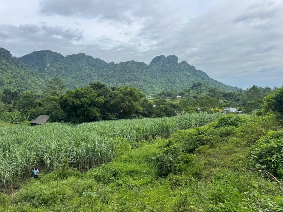 Đất thổ cư 1500m² tại Phú Vinh, Tân Lạc, Hòa Bình chỉ 420 triệu - Cơ hội đầu tư hấp dẫn!