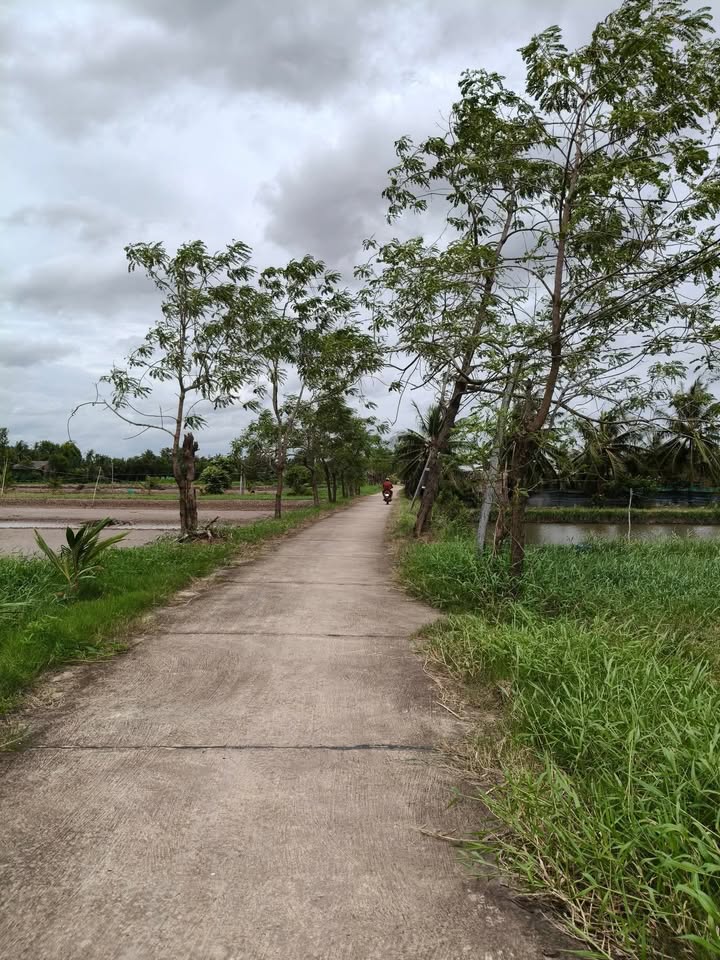 Đất nền 14000m² tại Ấp Thạnh Mỹ, Mỹ An - Gần chợ chỉ 1km, thuận lợi đầu tư!