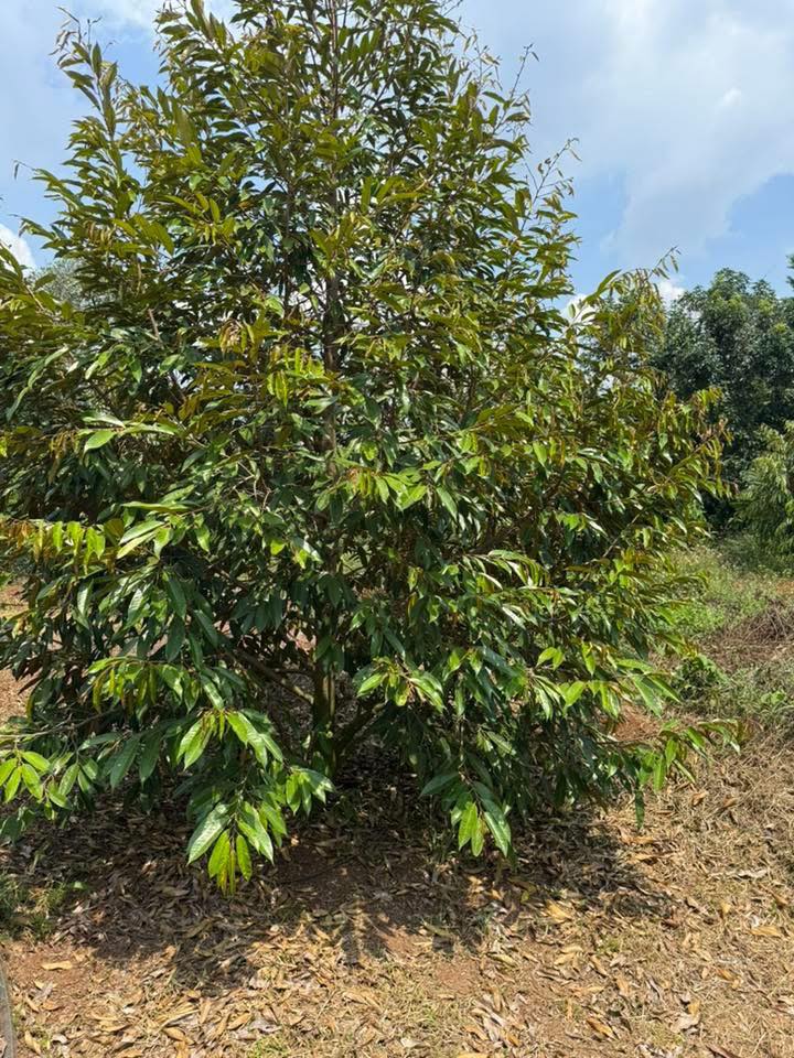 Lô đất 1100m² xã Bảo Bình, huyện Cẩm Mỹ, Đồng Nai giá chỉ 930 triệu - Cơ hội đầu tư hấp dẫn!