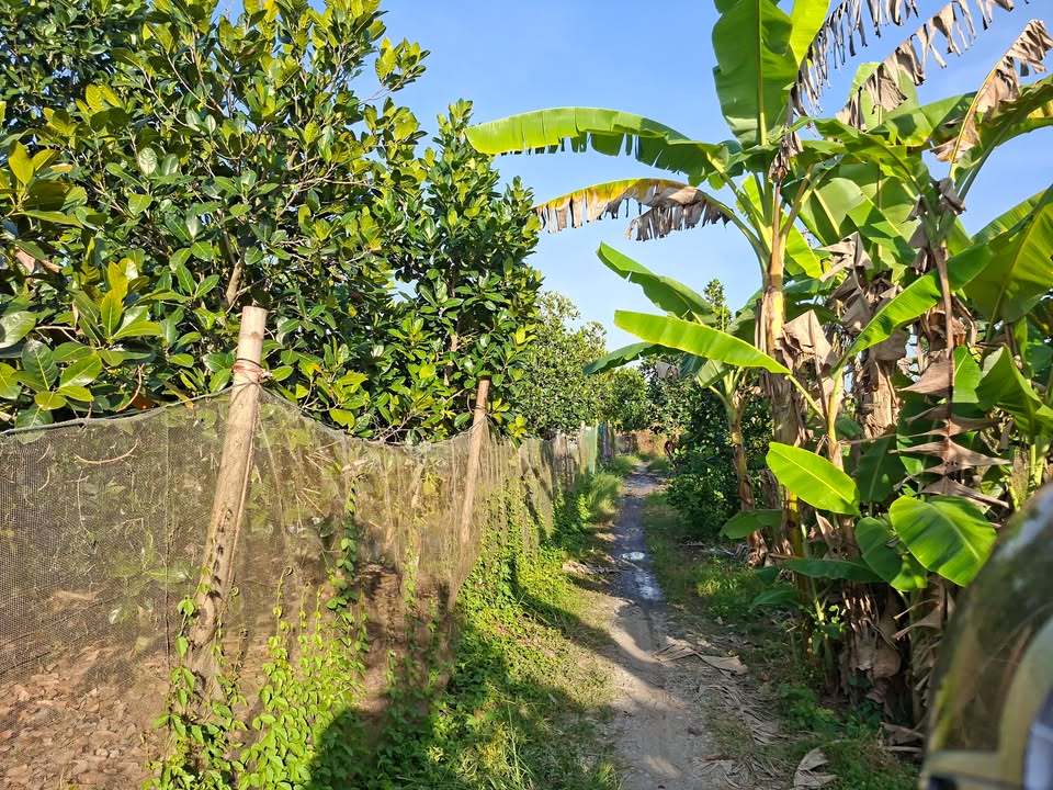 Bán vườn mít 8.400m² tại xã Bình Thành, Đồng Tháp - Giá chỉ 1.3 tỷ!