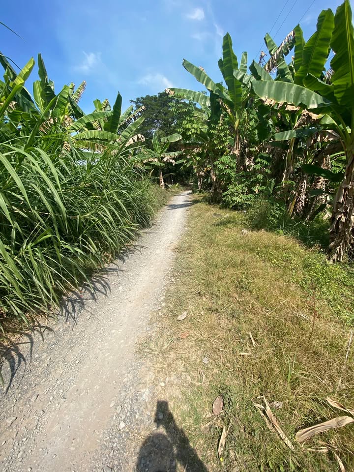 Đất ruộng tại phường Mỹ Ngãi, TP. Cao Lãnh, 10.000m² - Cơ hội đầu tư hấp dẫn!