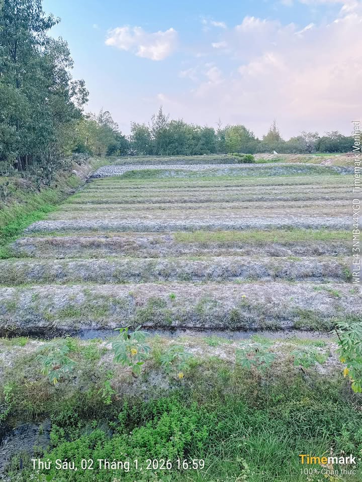 Đất trồng cây 400m² tại Bình Phục, Thăng Bình chỉ 95 triệu - Pháp lý rõ ràng!