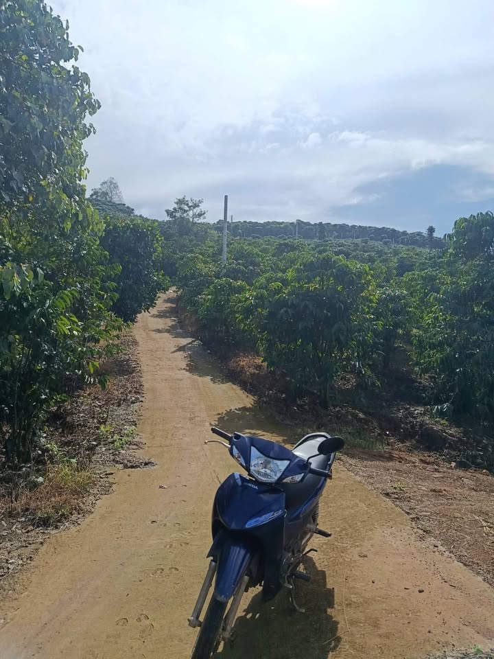 Đất nền 1ha2 thôn 11, phường 3, Bảo Lộc - Giá chỉ 4.3 tỷ, ô tô vào tận nơi!