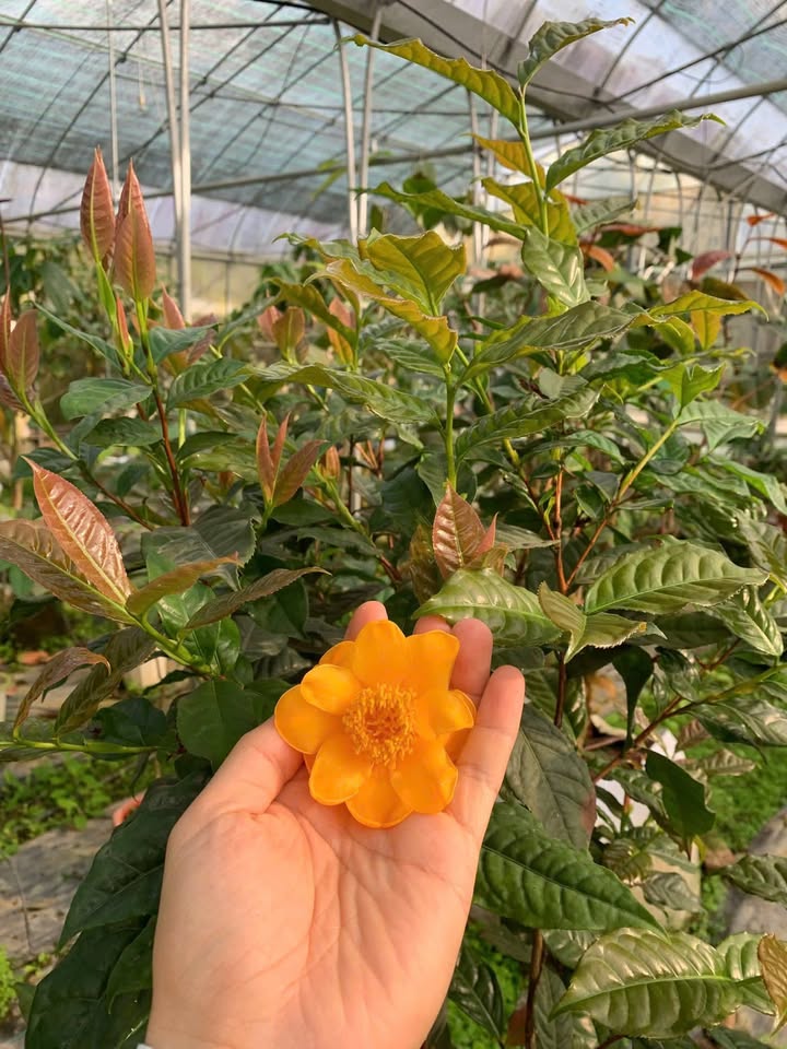 Đất Ninh Bình Gia Lâm 700m² giá chỉ 2xx triệu - Đầu tư sinh lời hấp dẫn!