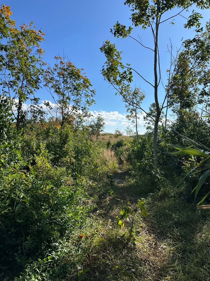 Đất nền 20.000m² tại xã Ngọc Wang, Đăk Hà - Giá chỉ 300 triệu, thích hợp trồng cao su