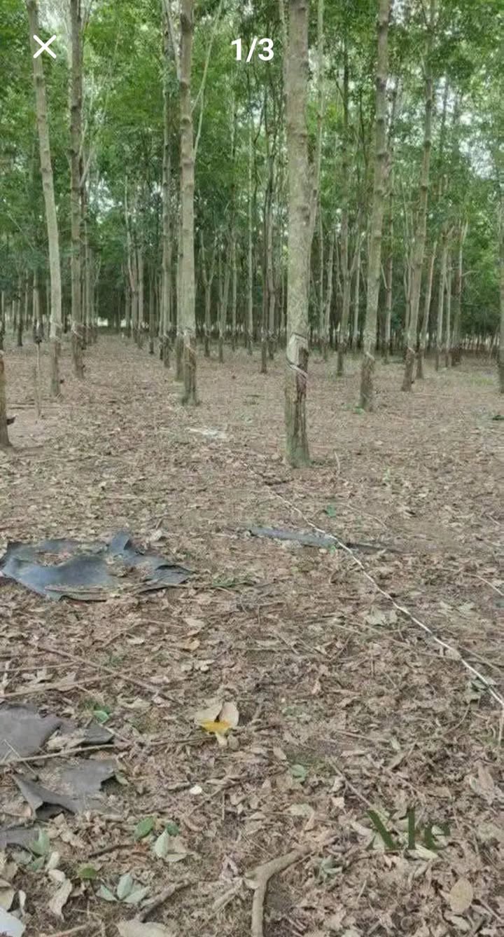 Đất vườn 9 xào tại An Lộc, Bình Long, giá 1.6 tỷ - Mặt tiền rộng, đầu tư sinh lời!