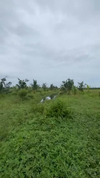 Đất vườn dừa 12 công An Phú Trung, Ba Tri 3.36 tỷ - Đầu tư sinh lời hấp dẫn!